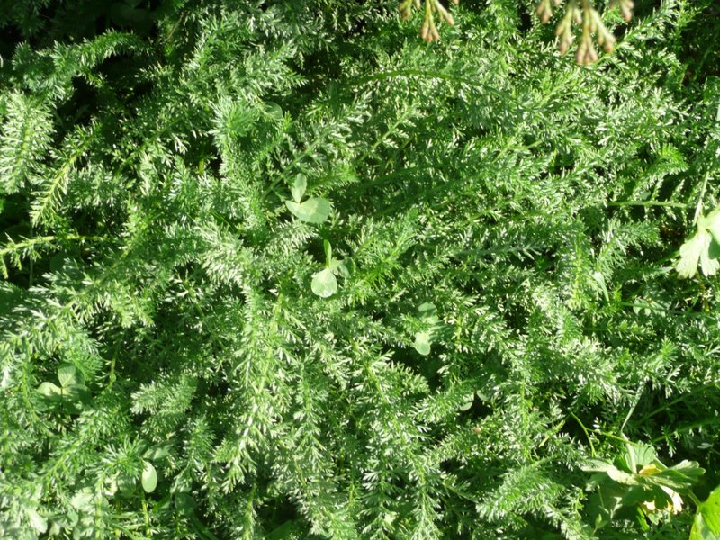 2015-04-12-Sortie plantes comestibles à Hermeray